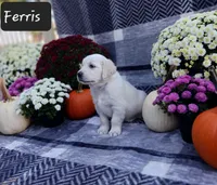 Ferris, a male Golden Retriever for sale in Oakland, MD – 1 of 10