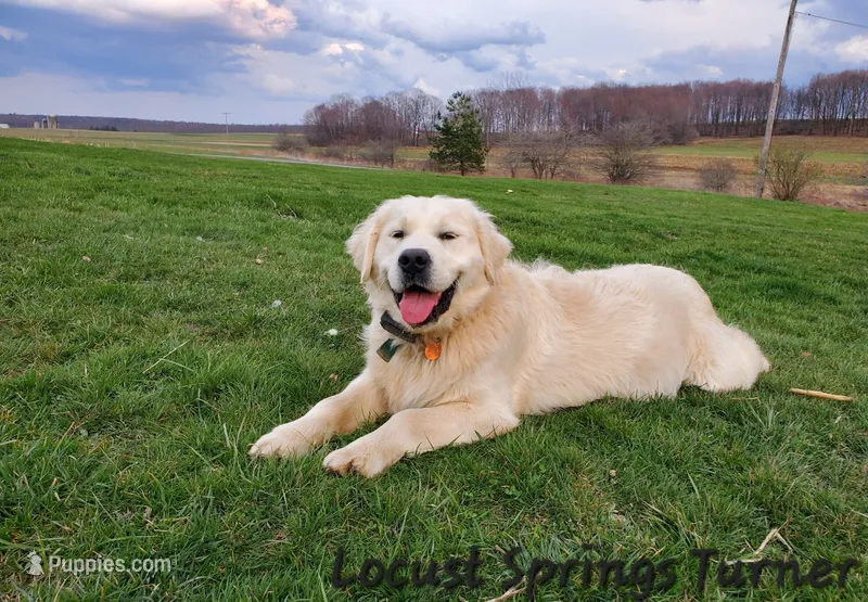 Boy #7 – Golden Retriever puppy for sale in Oakland, MD
