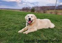 Boy #7, a male Golden Retriever for sale in Oakland, MD – 1 of 10