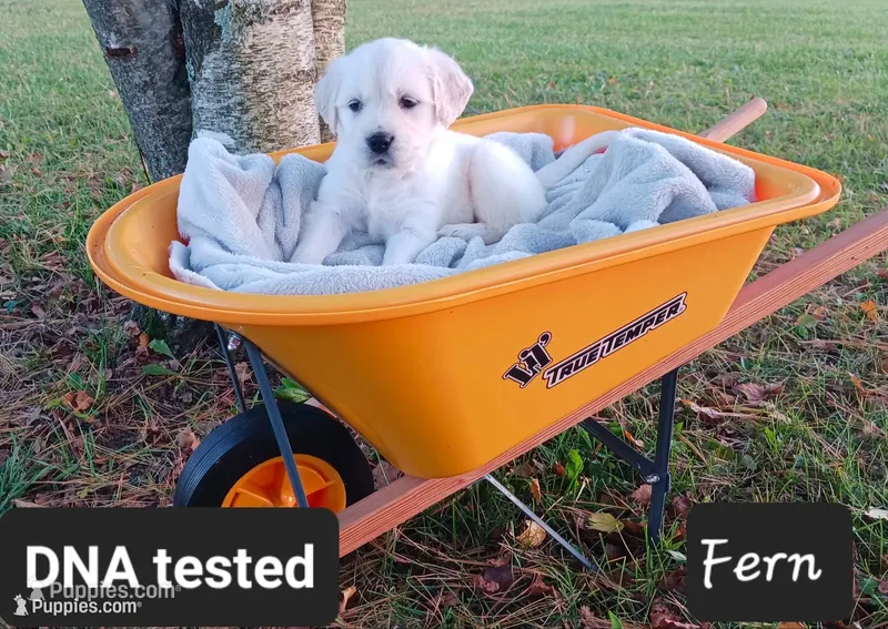 Fern  – Golden Retriever puppy on hold in Oakland, MD