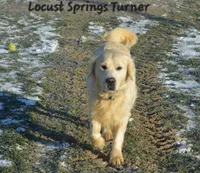 Boy#6, a male Golden Retriever for sale in Oakland, MD – 6 of 10