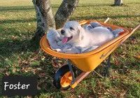 Foster , a male Golden Retriever for sale in Oakland, MD – 3 of 9
