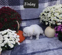Finley , a male Golden Retriever for sale in Oakland, MD – 4 of 10