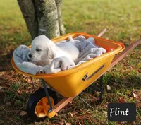 Flint , a male Golden Retriever for sale in Oakland, MD – 2 of 10