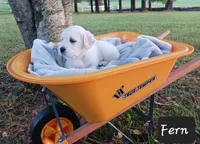 Fern , a female Golden Retriever for sale in Oakland, MD – 3 of 10