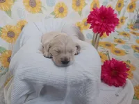 Emerald , a female Golden Retriever for sale in Oakland, MD – Photo 4 of 9