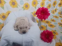 Emerald , a female Golden Retriever for sale in Oakland, MD – Photo 5 of 9