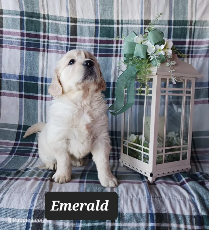 Emerald  – Golden Retriever puppy for sale in Oakland, MD