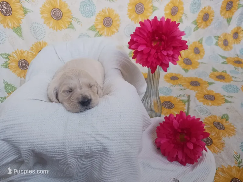 Emerald  – Golden Retriever puppy for sale in Oakland, MD