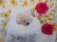 Emerald , a female Golden Retriever for sale in Oakland, MD – Photo 2 of 9