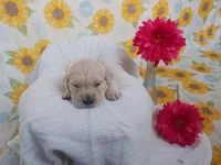 Emerald , a female Golden Retriever for sale in Oakland, MD – Photo 3 of 9