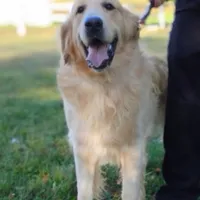 Cody, a male Golden Retriever for sale in Oakland, MD – Photo 2 of 3