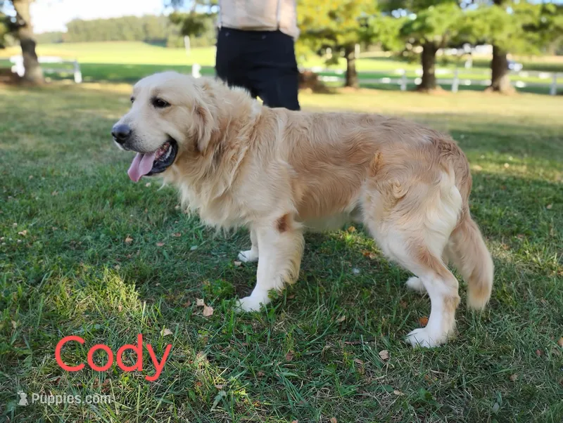 Cody