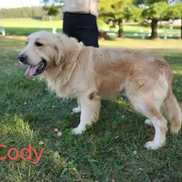 Cody, a male Golden Retriever for sale in Oakland, MD – Photo 1 of 3