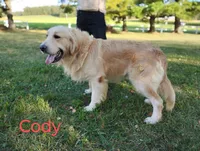 Cody, a male Golden Retriever for sale in Oakland, MD – Photo 1 of 3