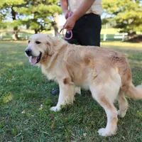 Cody, a male Golden Retriever for sale in Oakland, MD – Photo 3 of 3