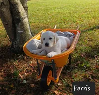 Ferris, a male Golden Retriever for sale in Oakland, MD – 4 of 10