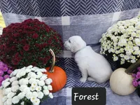 Forest , a male Golden Retriever for sale in Oakland, MD – 4 of 10