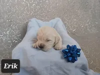 Erik , a male Golden Retriever for sale in Oakland, MD – Photo 5 of 10