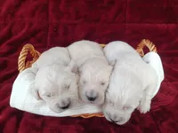 Erik , a male Golden Retriever for sale in Oakland, MD – Photo 8 of 10