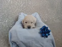 Erik , a male Golden Retriever for sale in Oakland, MD – Photo 3 of 10