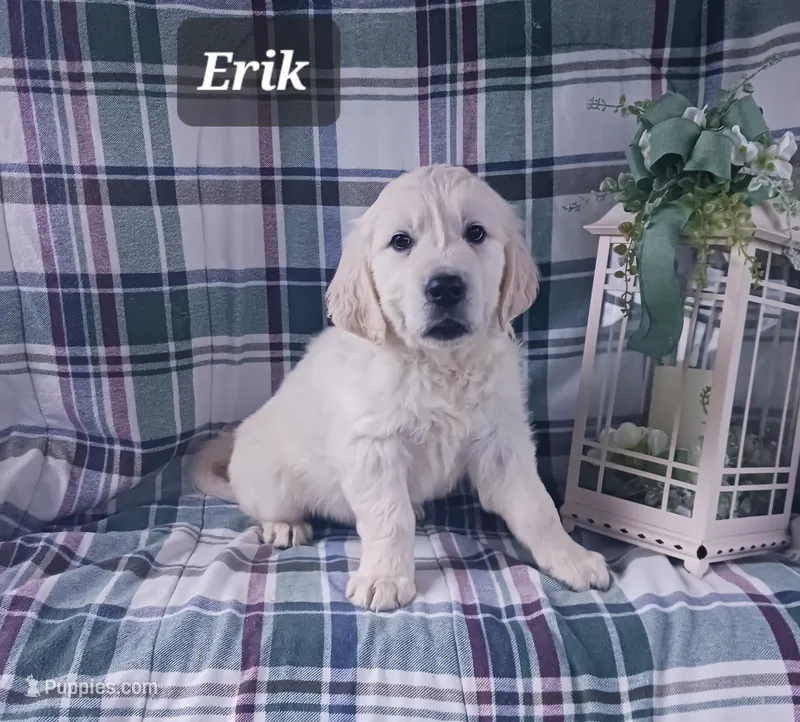 Erik  – Golden Retriever puppy for sale in Oakland, MD