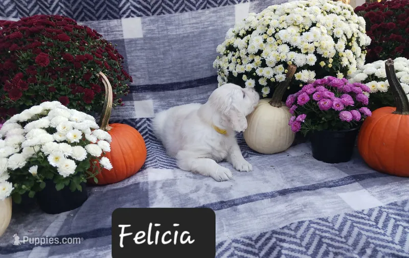 Felicia  – Golden Retriever puppy for sale in Oakland, MD