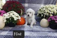 Flint , a male Golden Retriever for sale in Oakland, MD – 4 of 10