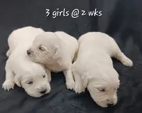 Girl #3, a female Golden Retriever for sale in Oakland, MD – 3 of 10