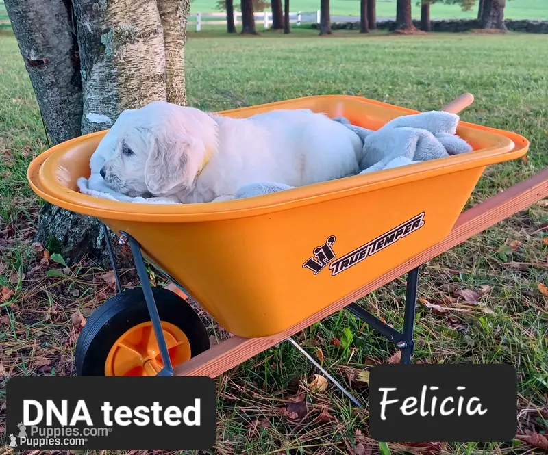 Felicia  – Golden Retriever puppy for sale in Oakland, MD