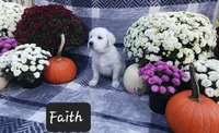 Faith , a female Golden Retriever for sale in Oakland, MD – 2 of 10