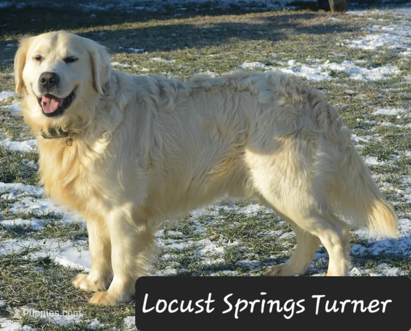 Boy #3 – Golden Retriever puppy for sale in Oakland, MD