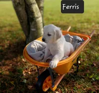 Ferris, a male Golden Retriever for sale in Oakland, MD – 3 of 10