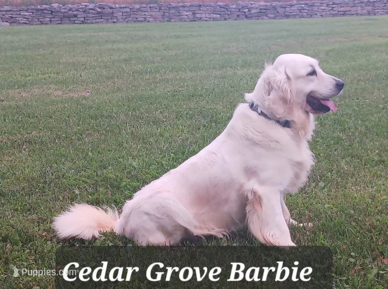Boy#5 – Golden Retriever puppy for sale in Oakland, MD