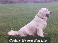 Boy#5, a male Golden Retriever for sale in Oakland, MD – 1 of 10