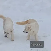 Crystal, a female Golden Retriever for sale in Oakland, MD – Photo 6 of 9