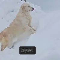 Crystal, a female Golden Retriever for sale in Oakland, MD – Photo 2 of 9