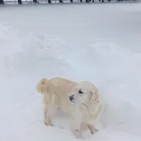 Crystal, a female Golden Retriever for sale in Oakland, MD – Photo 9 of 9