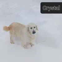 Crystal, a female Golden Retriever for sale in Oakland, MD – Photo 3 of 9