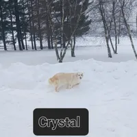Crystal, a female Golden Retriever for sale in Oakland, MD – Photo 5 of 9