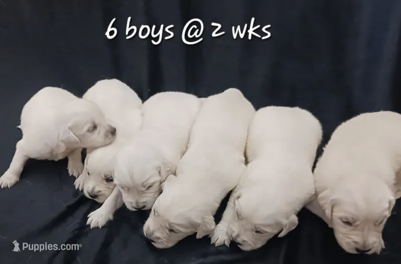 Boy#1 – Golden Retriever puppy for sale in Oakland, MD