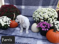Ferris, a male Golden Retriever for sale in Oakland, MD – 2 of 10