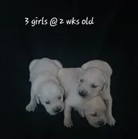 Girl #2, a female Golden Retriever for sale in Oakland, MD – 4 of 10