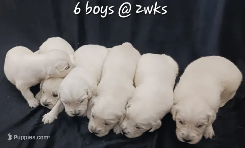 Boy#6 – Golden Retriever puppy for sale in Oakland, MD