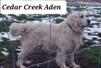 Girl #2, a female Golden Retriever for sale in Oakland, MD – 10 of 10