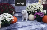 Finley , a male Golden Retriever for sale in Oakland, MD – 5 of 10