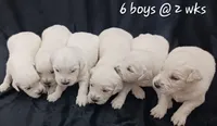 Boy#5, a male Golden Retriever for sale in Oakland, MD – 3 of 10
