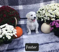 Foster , a male Golden Retriever for sale in Oakland, MD – 2 of 9