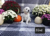 Flint , a male Golden Retriever for sale in Oakland, MD – 3 of 10