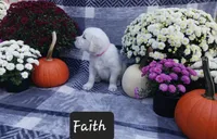 Faith , a female Golden Retriever for sale in Oakland, MD – 1 of 10